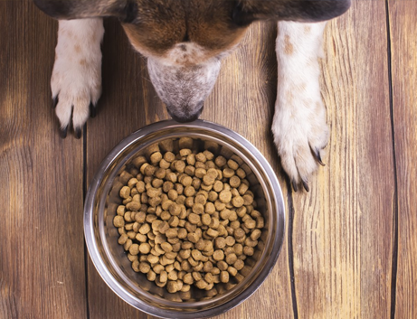 Alimentazione del cane naturale o industriale