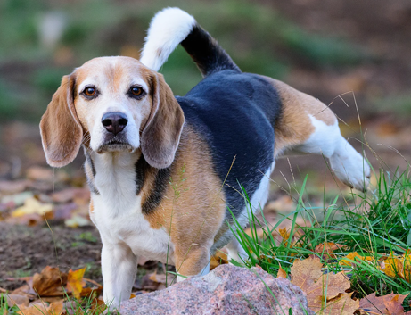 Bisognini in casa? Come educare il nostro cane