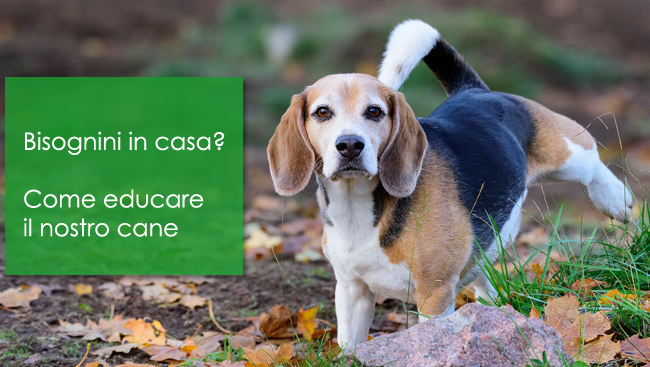 bisognini in casa come educare il nostro cane negozio animali in zona