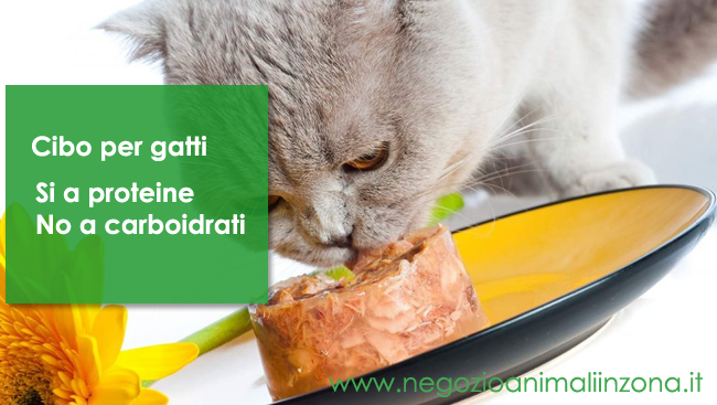 Cibo per gatti : si a proteine no carboidrati