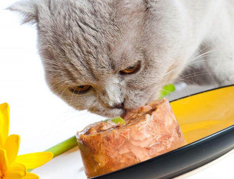 Cibo per gatti : si a proteine no carboidrati