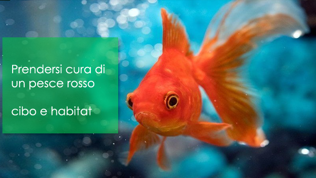 Come prendersi cura di un pesce rosso