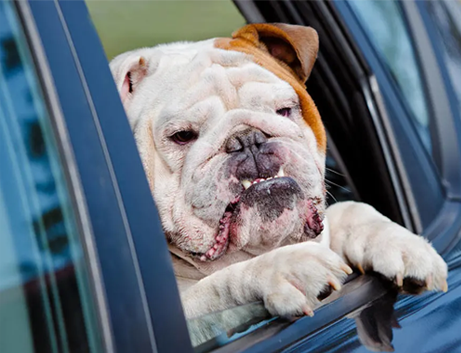 Consigli per viaggiare con il nostro cane in auto