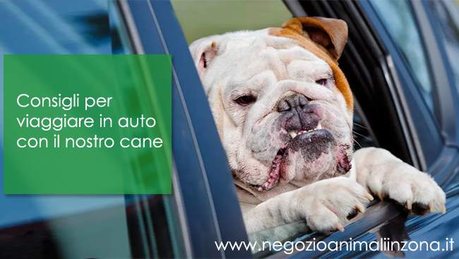 Consigli per viaggiare con il nostro cane in auto