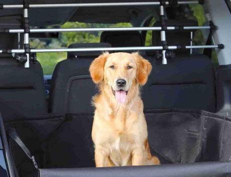 Le regole per trasportare il cane in auto