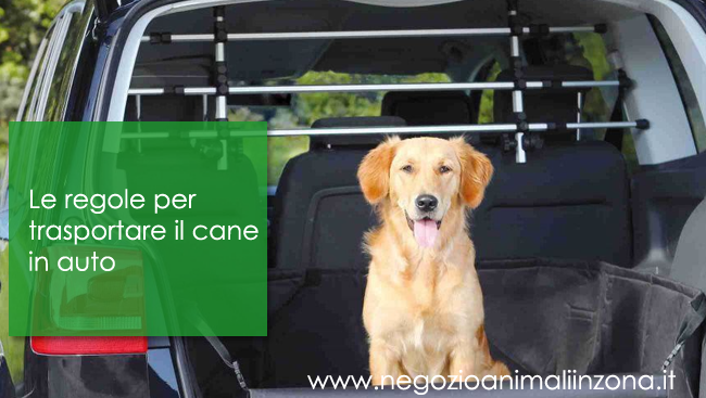 Le regole per trasportare il cane in auto