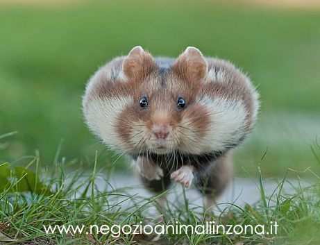 Criceto animale solitario e notturno