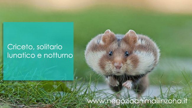 Criceto animale solitario e notturno