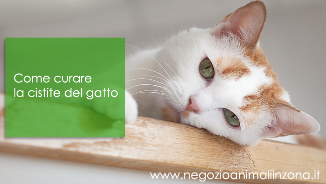 Come curare la cistite del gatto