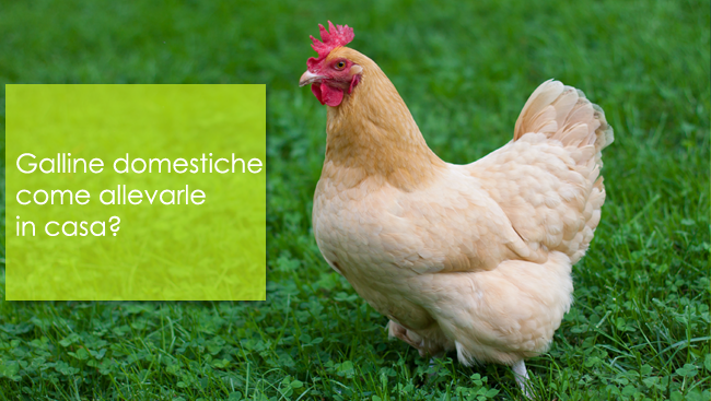 Galline domestiche come allevarle in casa?