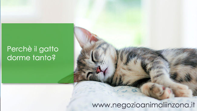 Perchè il gatto dorme tanto?