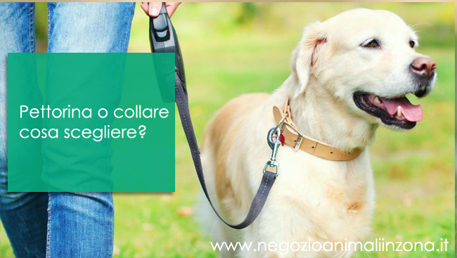 Pettorina o collare cosa scegliere?