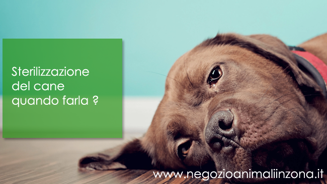 Sterilizzazione del cane quando farla ?