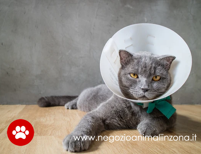 Sterilizzazione del gatto, cos’è e quanto costa?