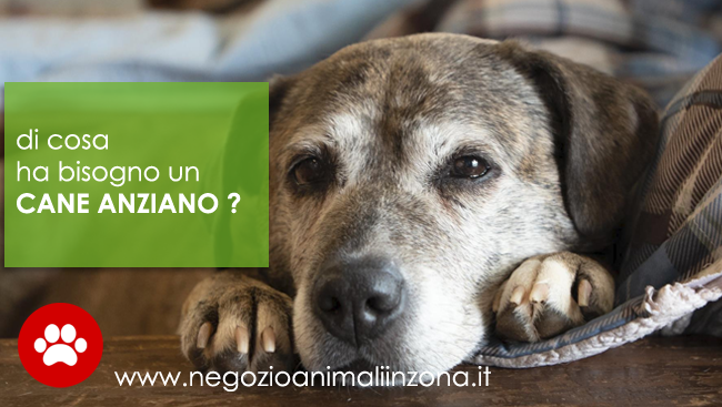 Cane anziano di cosa ha bisogno