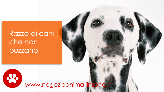 razze di cani che non puzzano quiinzona