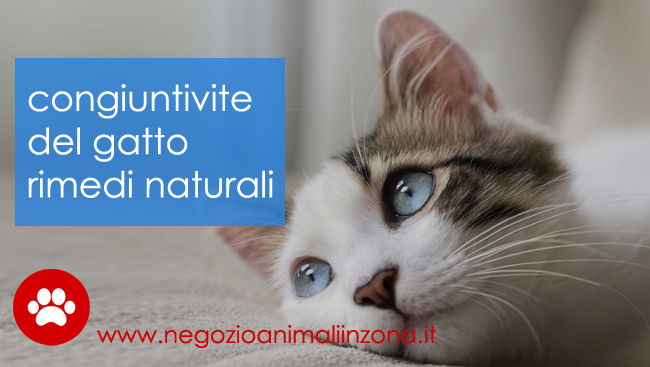 congiuntivite gatto cause e rimedi naturali quiinzona