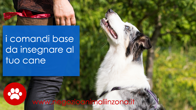 Addestramento cani : i comandi di base