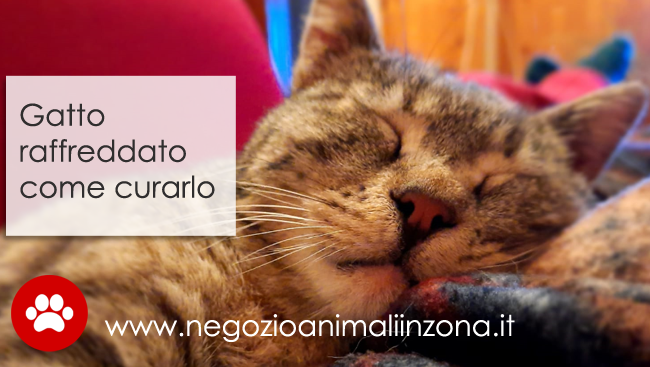 raffreddore del gatto sintomi e cure quiinzona