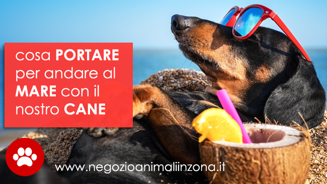 portare il cane in spiaggia regole e consigli quiinzona