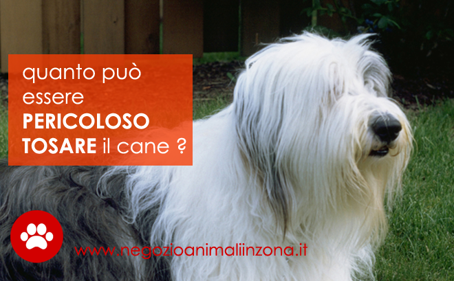 Tosatura cane a pelo lungo, è necessaria?